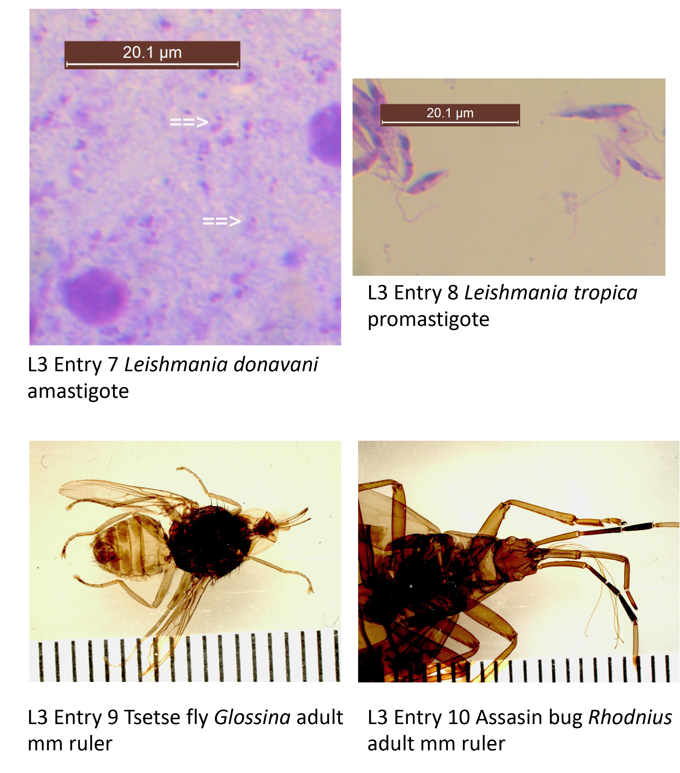 Leishmania donavani, Leishmania tropica, Tsetse fly, assasin bug